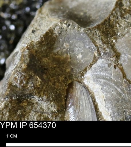 undet. Bivalvia
