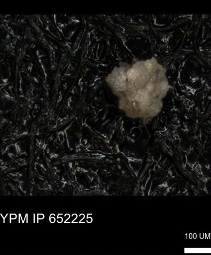 undet. Foraminiferida