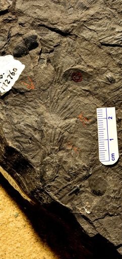 Asterophyllites sp.