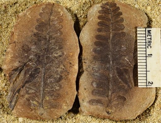Pecopteris