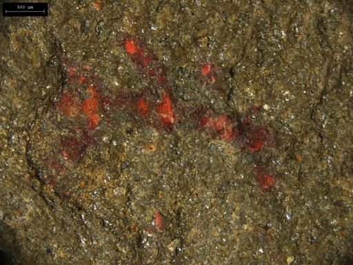 undet. Lobopodia