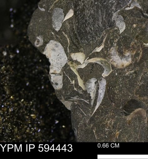 undet. Bivalvia