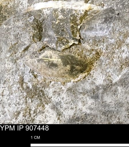 undet. Bivalvia