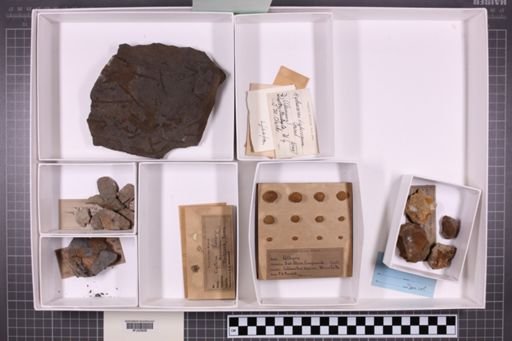mixed taxa, stratigraphic collection