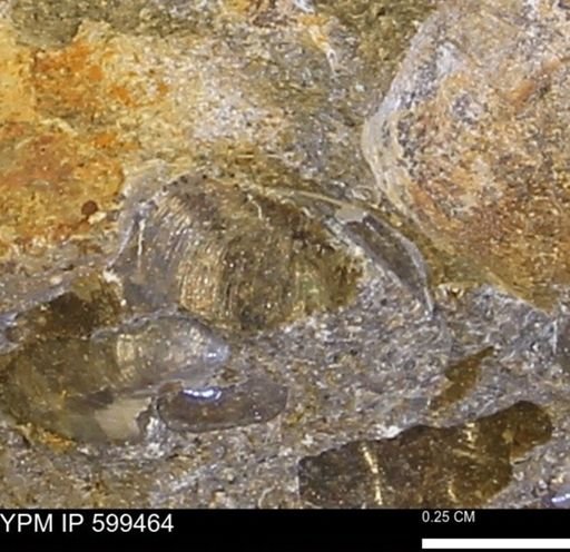 Protocardia subquadrata