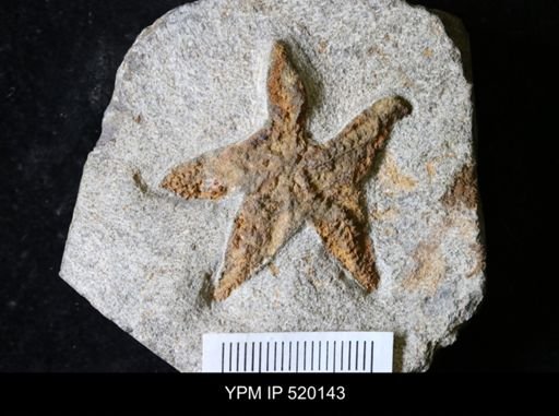 undet. Stelleroidea