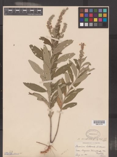 Teucrium canadense