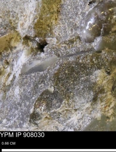 undet. Mollusca