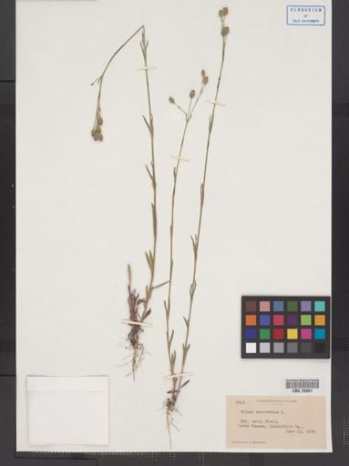 Plantae