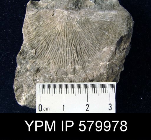Strophodonta?