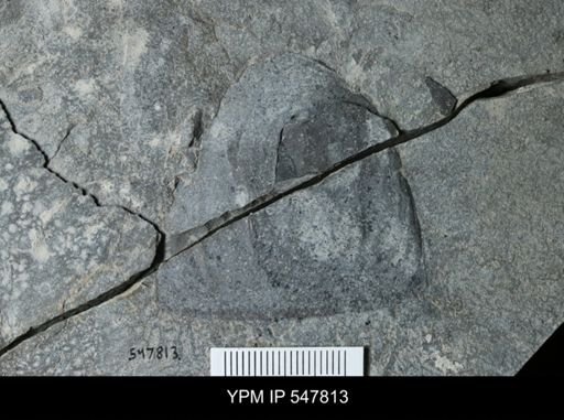 Eurypterida