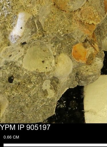Corbulamella?