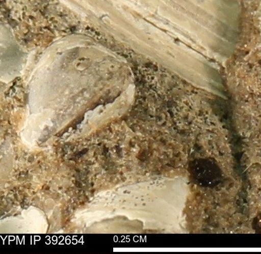 Protocardia subquadrata