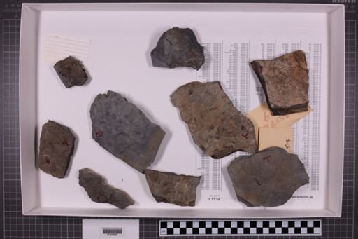 mixed taxa, stratigraphic collection