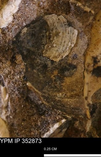undet. Bivalvia