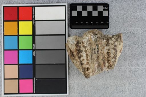 Merycoidodon culbertsoni