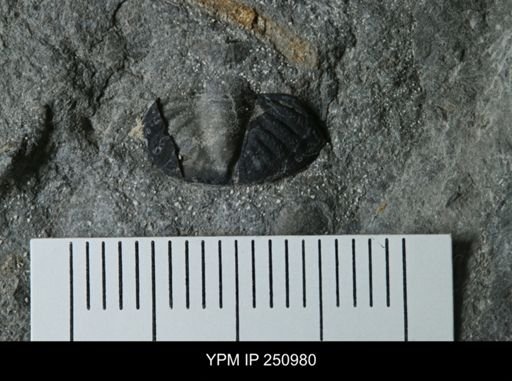 undet. Phacopidae