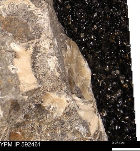 undet. Ammonoidea