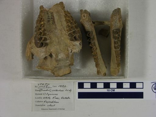 Merycoidodon culbertsoni
