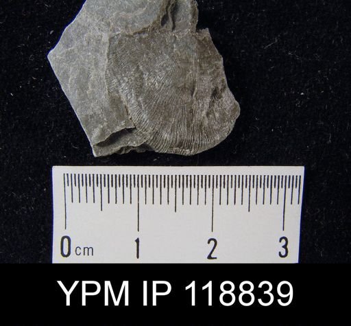 Leptaena rhomboidalis