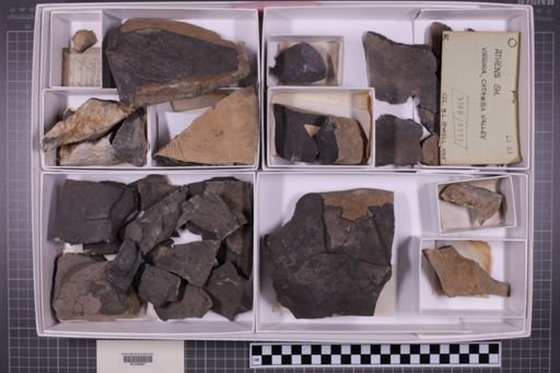 mixed taxa, stratigraphic collection