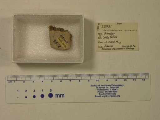 Archaeohyrax suniensis