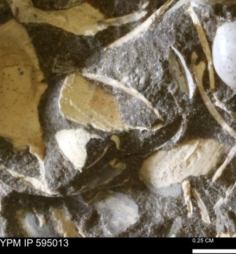 Protocardia sp.