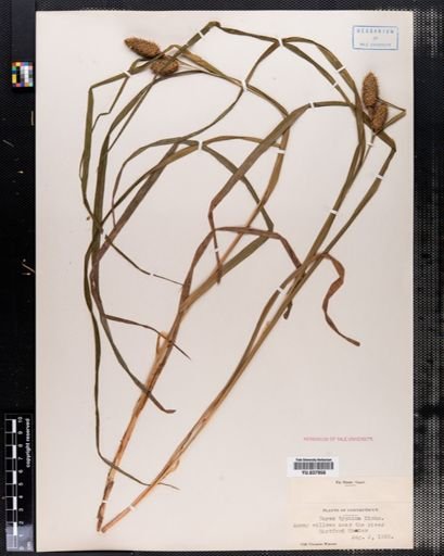 Plantae
