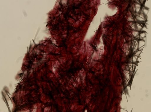 Halichondria