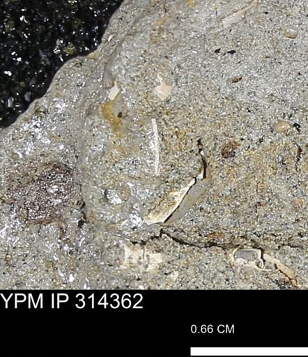 undet. Scaphopoda