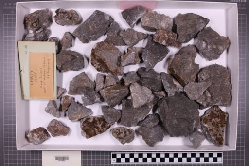 mixed taxa, stratigraphic collection
