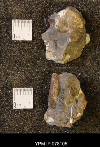 Discoscaphites conradi