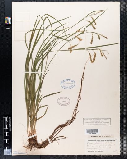 Carex prasina