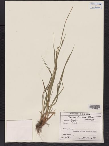 Carex