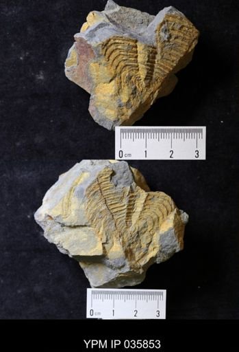 Wanneria walcottana