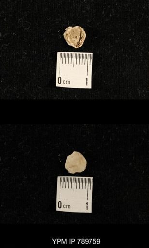 undet. Brachiopoda
