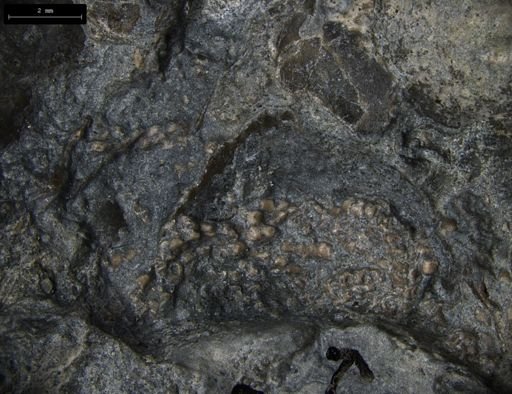 Aplocoma damesii