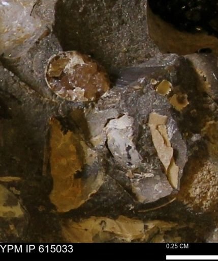undet. Mollusca