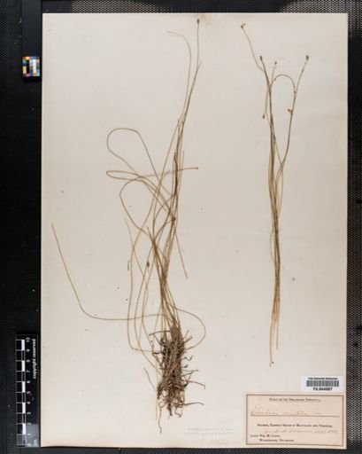 Eleocharis tortilis