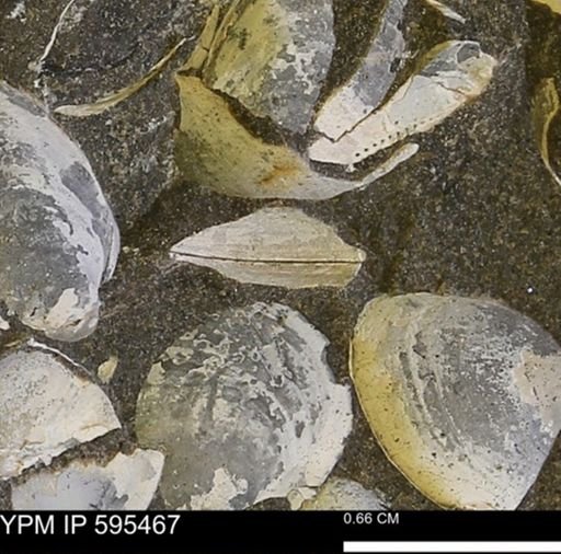 Protocardia sp.