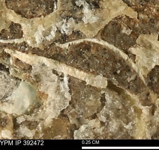 Protocardia subquadrata