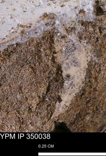 undet. Mollusca