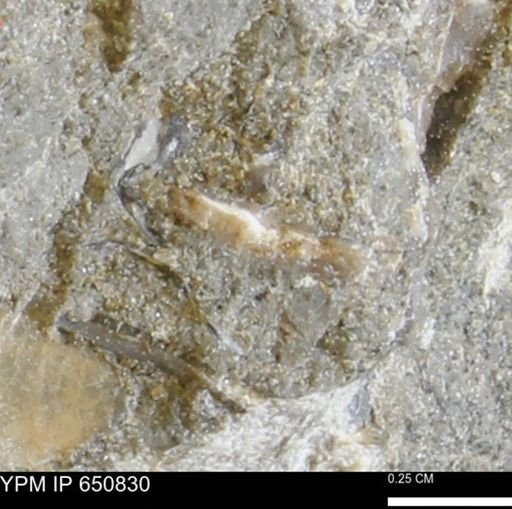 undet. Bivalvia