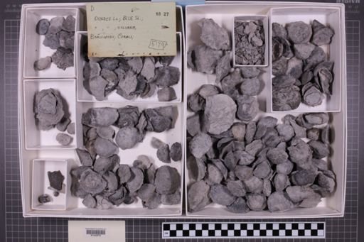 mixed taxa, stratigraphic collection