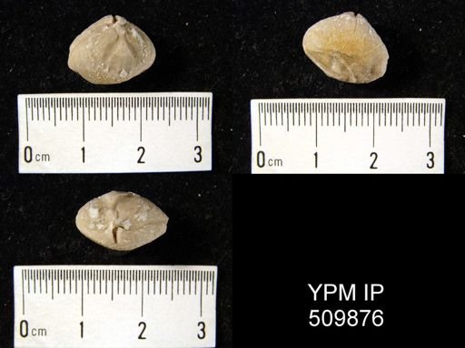 undet. Brachiopoda
