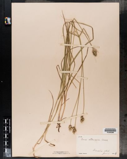 Carex tenera