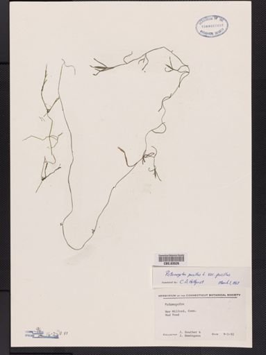 Potamogeton pusillus pusillus