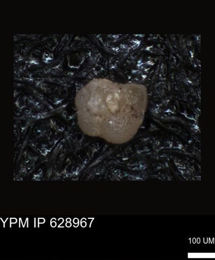 undet. Foraminiferida