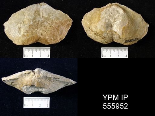 Spirifer (Grandispirifer) sp.