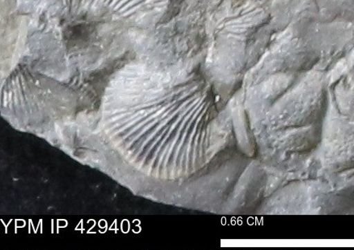 Devonochonetes scitulus